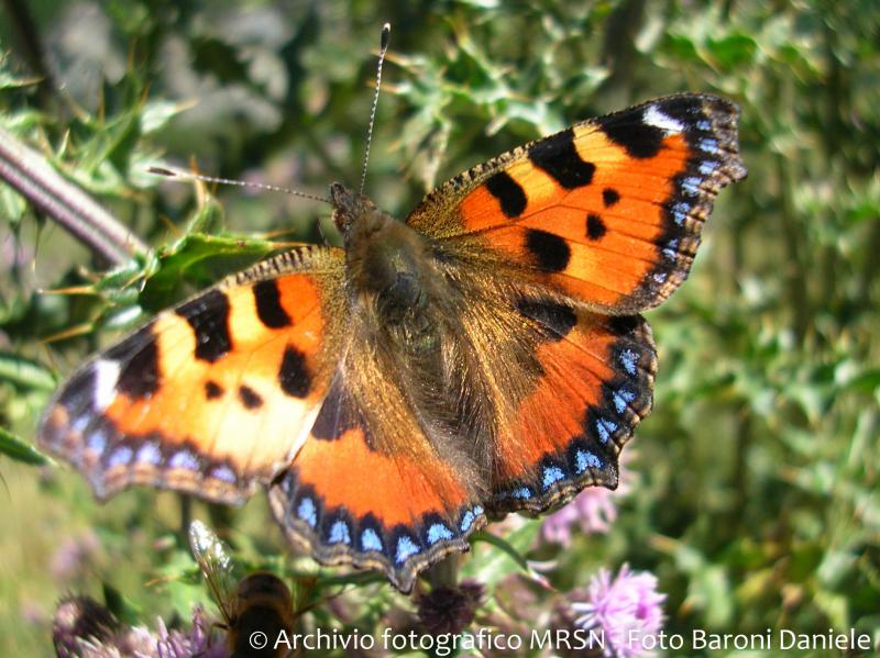 VDNA Barcoding: i segreti della biodiversità alpina VDNA